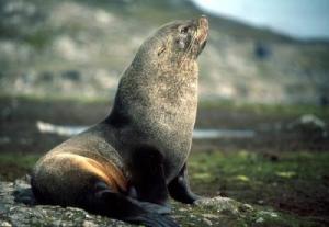 Fur seals